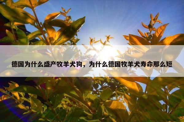 德国为什么盛产牧羊犬狗，为什么德国牧羊犬寿命那么短