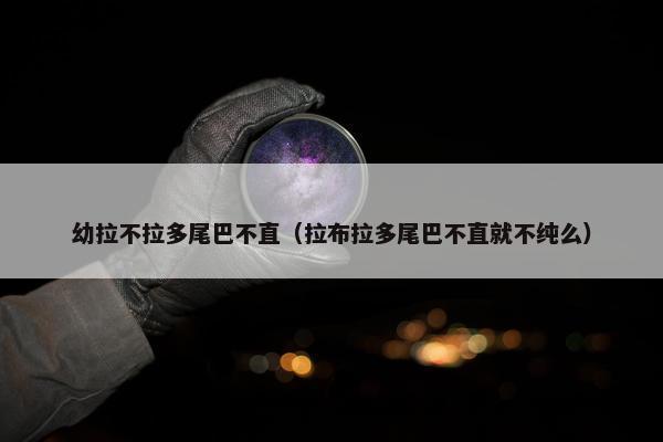 幼拉不拉多尾巴不直(拉布拉多尾巴不直就不纯么)