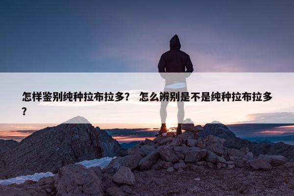 怎样鉴别纯种拉布拉多? 怎么辨别是不是纯种拉布拉多?