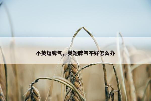 小英短脾气，英短脾气不好怎么办