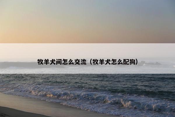 牧羊犬间怎么交流(牧羊犬怎么配狗)