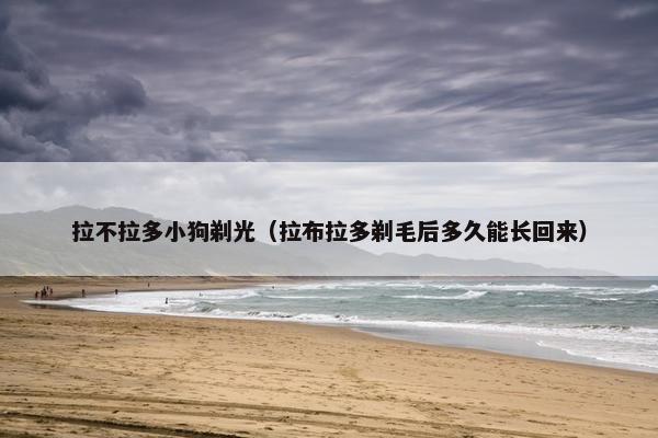 拉不拉多小狗剃光（拉布拉多剃毛后多久能长回来）