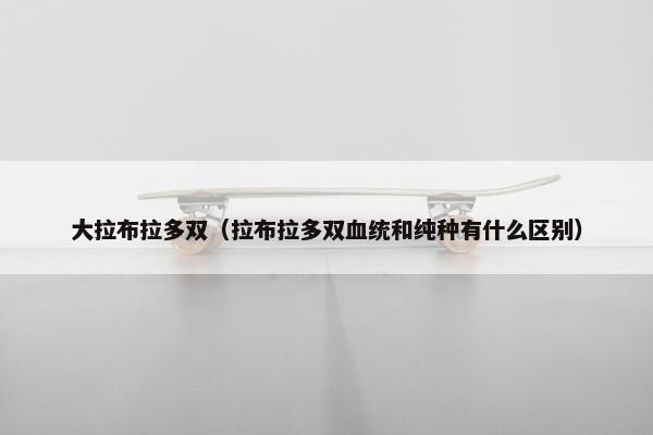 大拉布拉多双（拉布拉多双血统和纯种有什么区别）