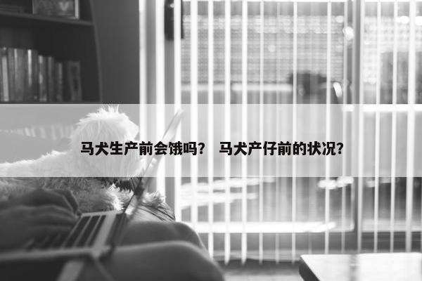 马犬生产前会饿吗？ 马犬产仔前的状况？