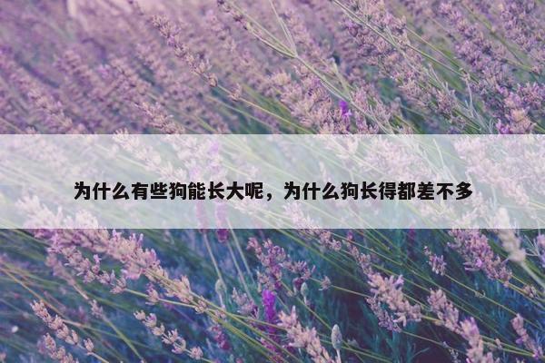 为什么有些狗能长大呢，为什么狗长得都差不多