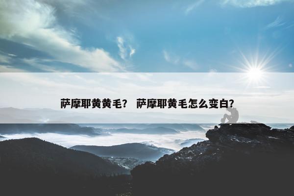 萨摩耶黄黄毛? 萨摩耶黄毛怎么变白? 萨摩耶黄黄毛? 萨摩耶黄毛怎么变白?