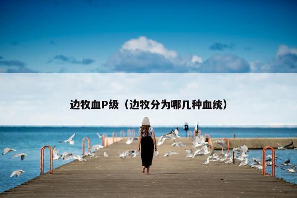 边牧血P级（边牧分为哪几种血统）