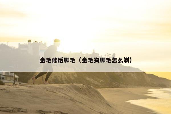 金毛修后脚毛(金毛狗脚毛怎么剃)
