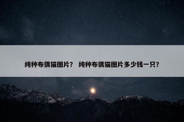 纯种布偶猫图片？ 纯种布偶猫图片多少钱一只？