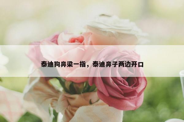泰迪狗鼻梁一指，泰迪鼻子两边开口