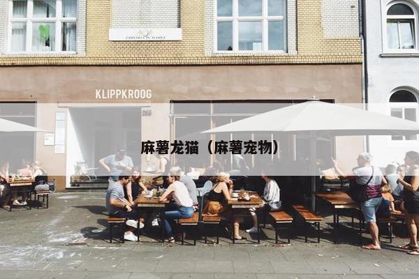 麻薯龙猫(麻薯宠物)