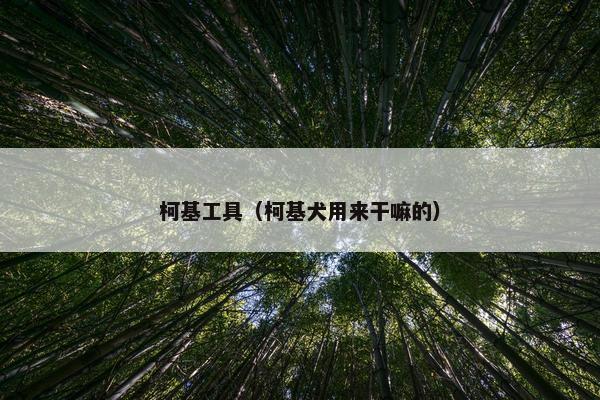 柯基工具（柯基犬用来干嘛的）
