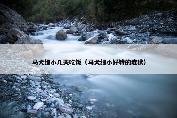 马犬细小几天吃饭(马犬细小好转的症状)