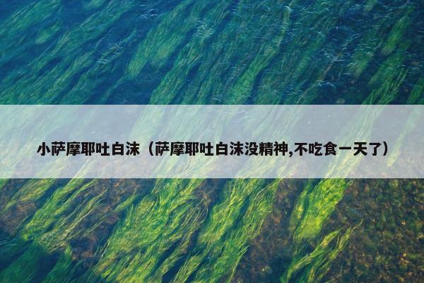 小萨摩耶吐白沫（萨摩耶吐白沫没精神,不吃食一天了）