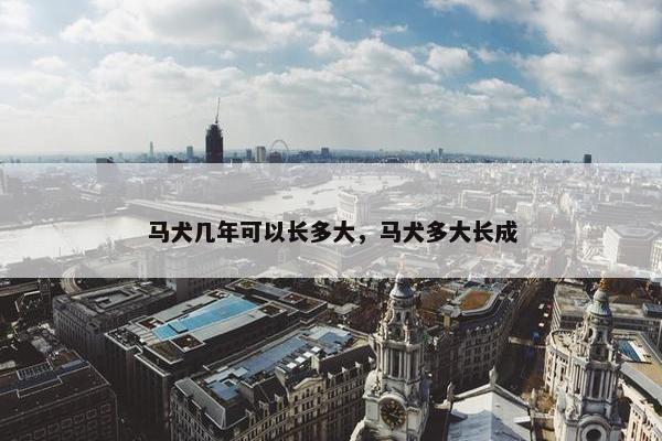 马犬几年可以长多大，马犬多大长成