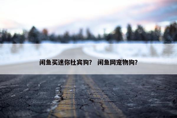 闲鱼买迷你杜宾狗? 闲鱼网宠物狗?
