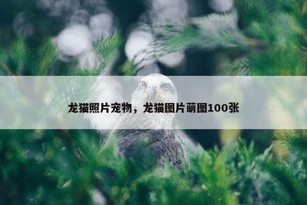龙猫照片宠物，龙猫图片萌图100张