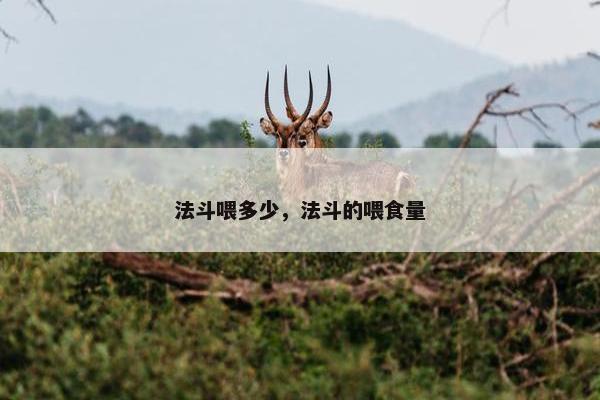 法斗喂多少,法斗的喂食量