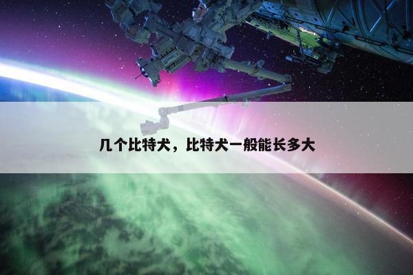 几个比特犬,比特犬一般能长多大 几个比特犬,比特犬一般能长多大