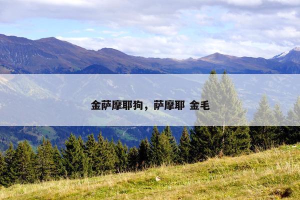 金萨摩耶狗，萨摩耶 金毛