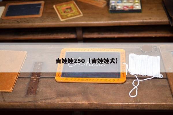 吉娃娃250(吉娃娃犬) 吉娃娃250(吉娃娃犬)