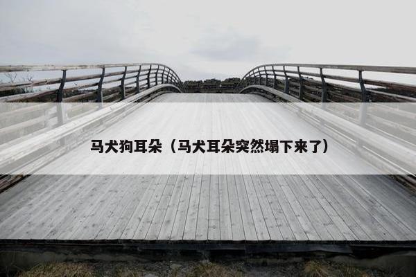 马犬狗耳朵（马犬耳朵突然塌下来了）