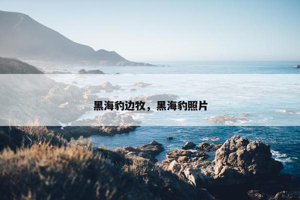 黑海豹边牧，黑海豹照片