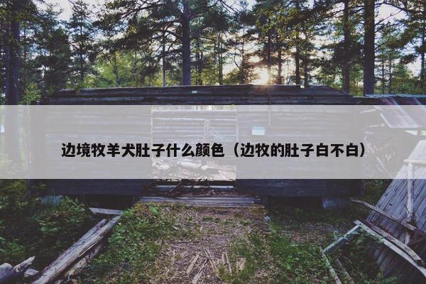 边境牧羊犬肚子什么颜色（边牧的肚子白不白）