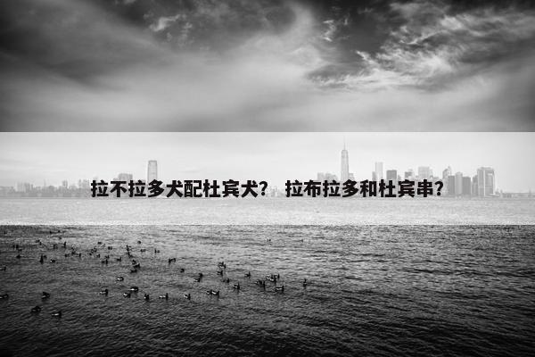 拉不拉多犬配杜宾犬？ 拉布拉多和杜宾串？