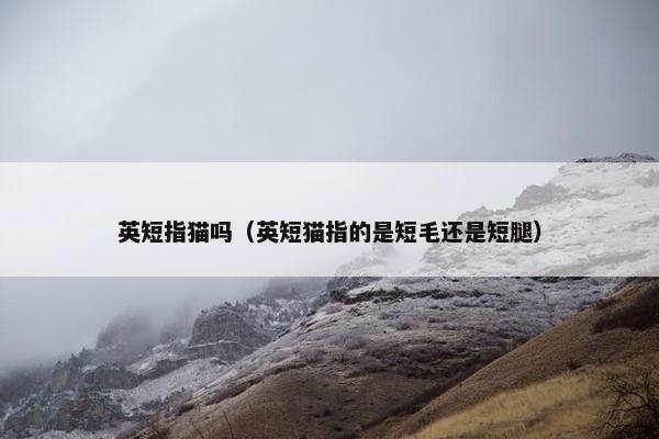 英短指猫吗（英短猫指的是短毛还是短腿）