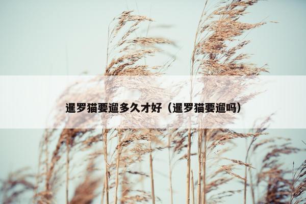 暹罗猫要遛多久才好（暹罗猫要遛吗）
