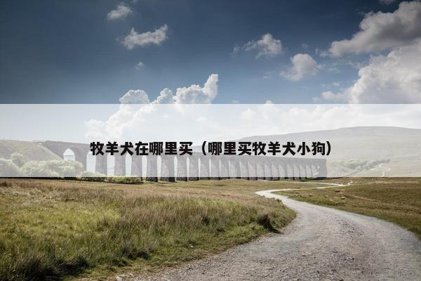 牧羊犬在哪里买（哪里买牧羊犬小狗）