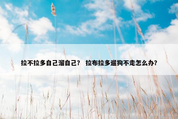 拉不拉多自己溜自己？ 拉布拉多遛狗不走怎么办？