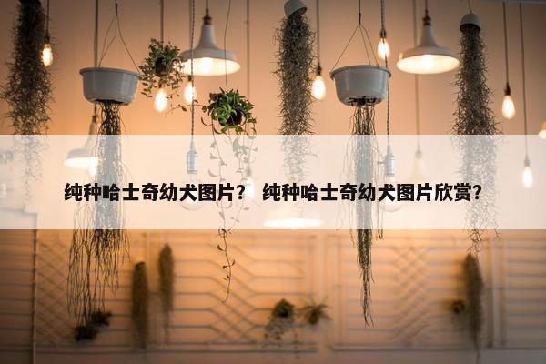 纯种哈士奇幼犬图片？ 纯种哈士奇幼犬图片欣赏？