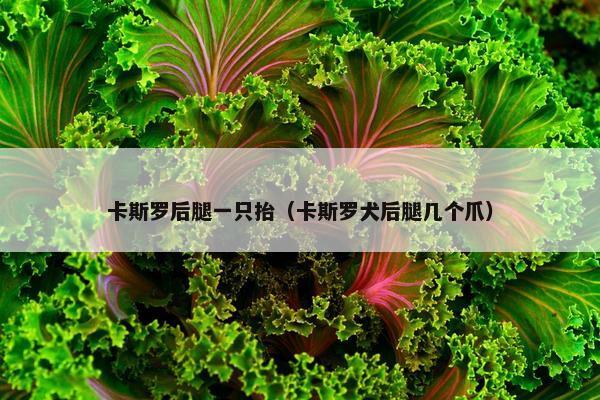 卡斯罗后腿一只抬（卡斯罗犬后腿几个爪）