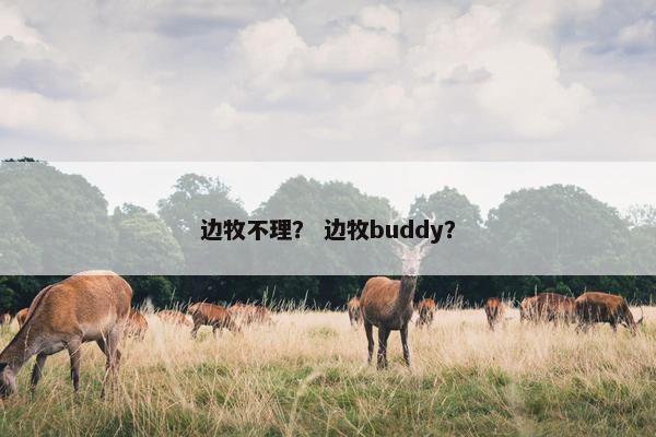 边牧不理？ 边牧buddy？