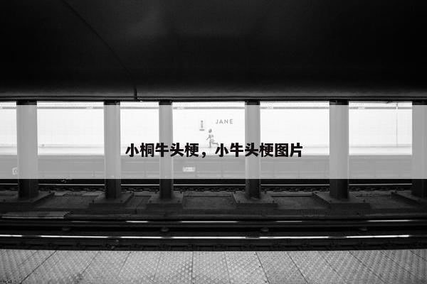 小桐牛头梗，小牛头梗图片