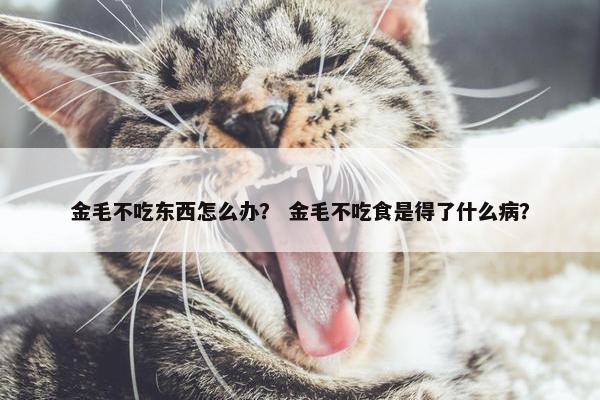 金毛不吃东西怎么办？ 金毛不吃食是得了什么病？