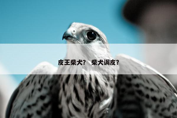 皮王柴犬？ 柴犬调皮？