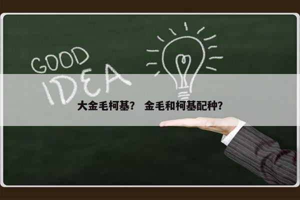 大金毛柯基？ 金毛和柯基配种？