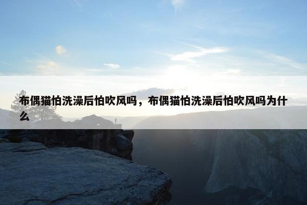 布偶猫怕洗澡后怕吹风吗，布偶猫怕洗澡后怕吹风吗为什么