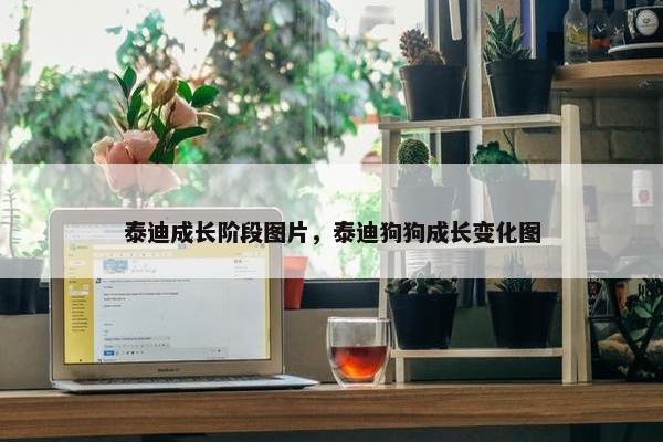泰迪成长阶段图片，泰迪狗狗成长变化图