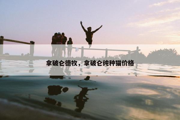 拿破仑德牧，拿破仑纯种猫价格