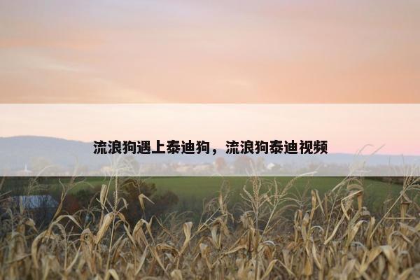 流浪狗遇上泰迪狗，流浪狗泰迪视频