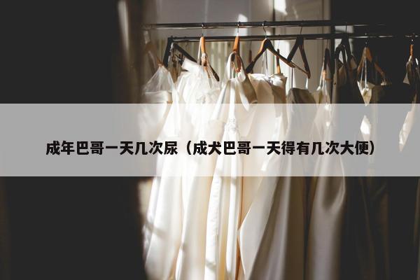 成年巴哥一天几次尿（成犬巴哥一天得有几次大便）