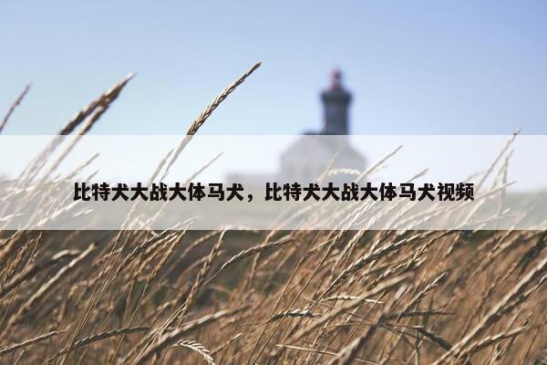 比特犬大战大体马犬，比特犬大战大体马犬视频