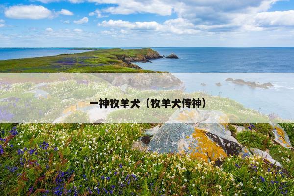 一神牧羊犬（牧羊犬传神）