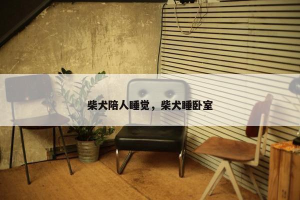 柴犬陪人睡觉，柴犬睡卧室