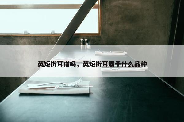 英短折耳猫吗，英短折耳属于什么品种