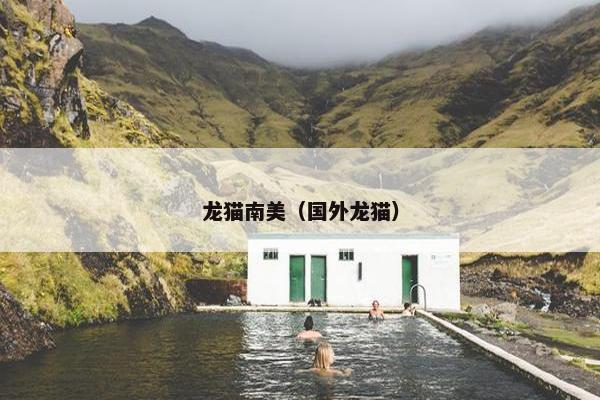 龙猫南美（国外龙猫）